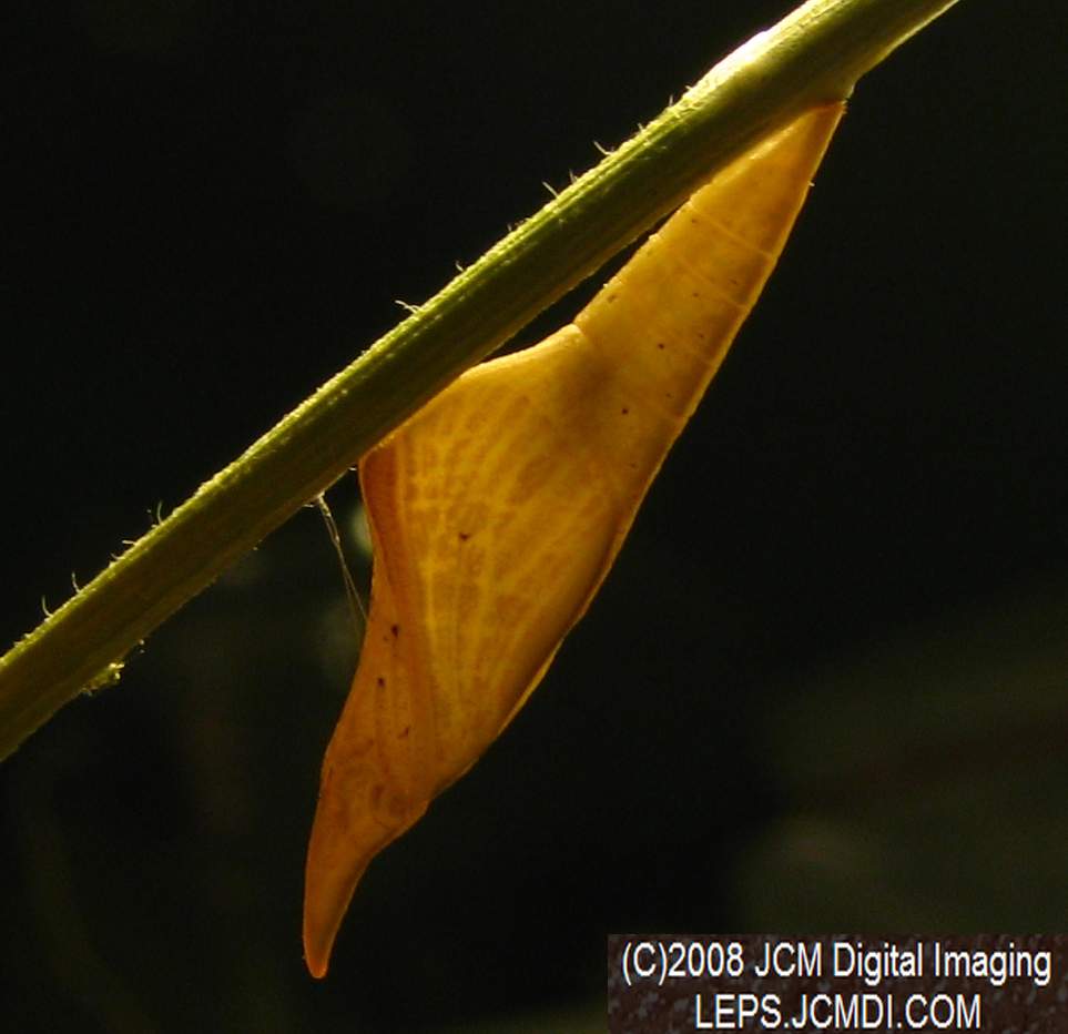 Sara Orange-Tip butterfly pupa, translucent when freshly-formed